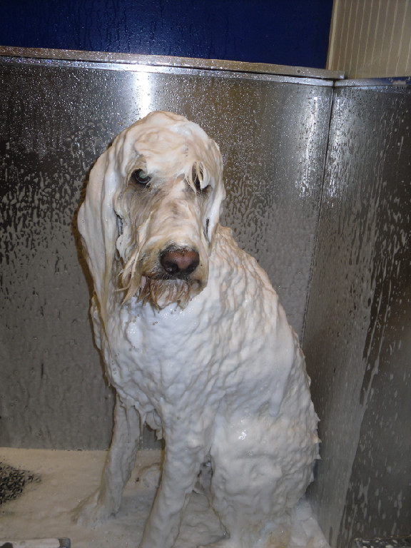 Top 8 Doggie Day Spas in the Seattle Area Crazi Culture