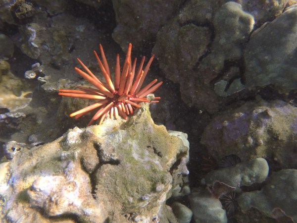 DCIM100GOPROGOPR0842.