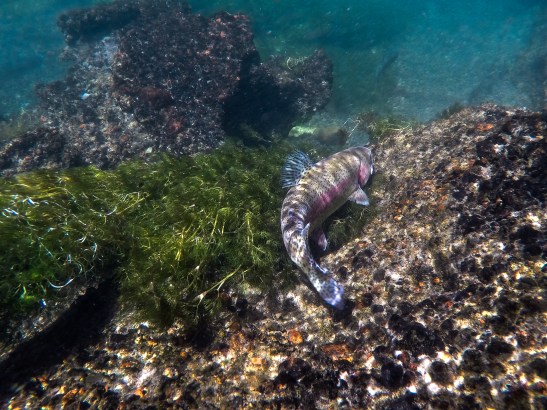 redband trout on the Fall River