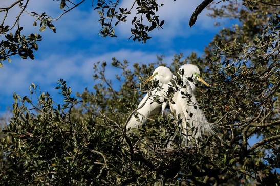 egrets alligator farm
