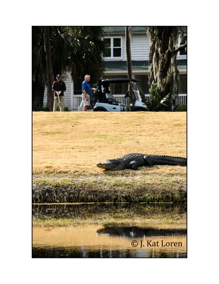 gator pix with copyright
